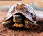 Karasal kaplumbağa